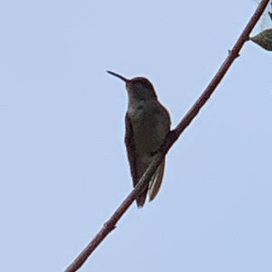 Meet your Posher, Becky